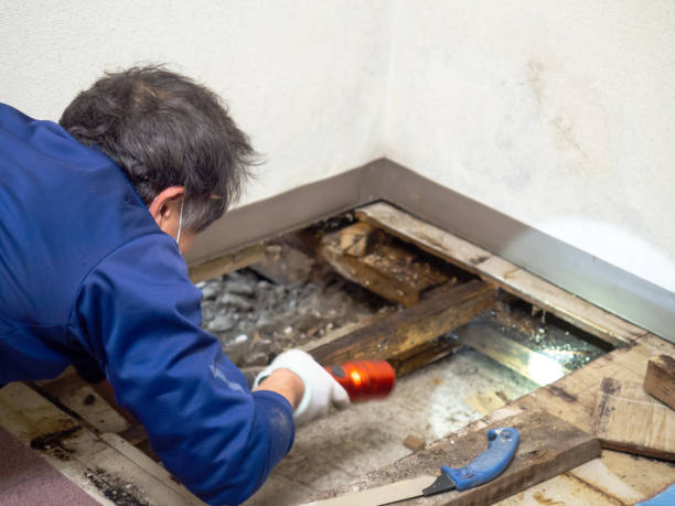 Best Mold Damage Repair  in Farmers Branch, TX
