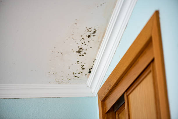 Best Emergency Mold Removal  in Farmers Branch, TX