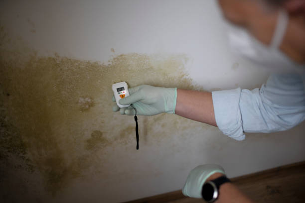Best Mold Removal Process  in Farmers Branch, TX