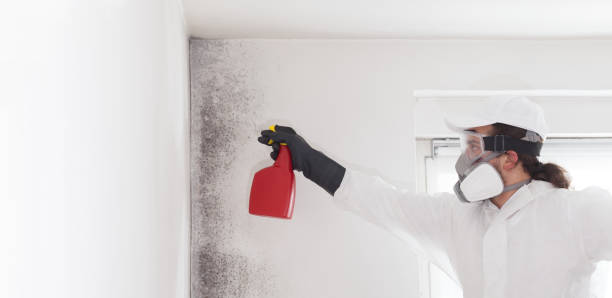 Best Black Mold Removal  in Farmers Branch, TX