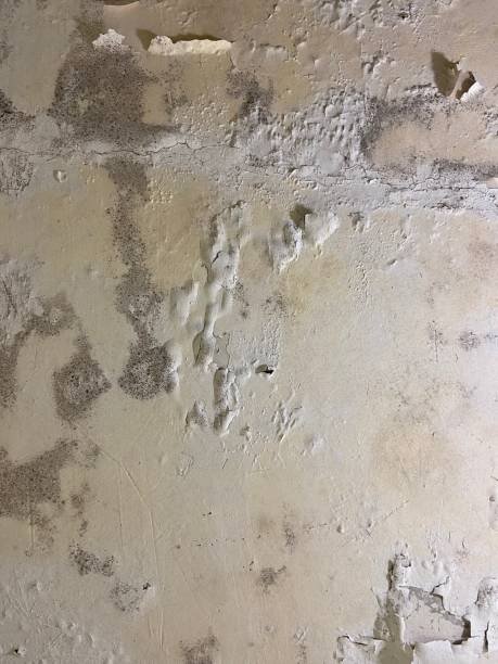 Best Certified Mold Removal  in Farmers Branch, TX