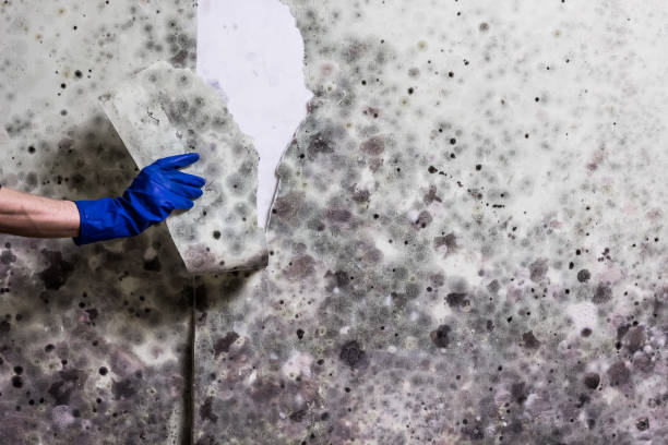 Best Local Mold Removal Service  in Farmers Branch, TX